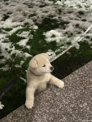 Cățel Akita Inu japanese   foarte inteligent, dresat, vaccinat complet - imagine 4