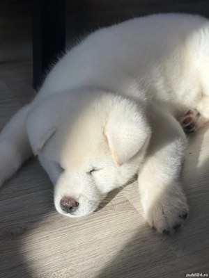 Cățel Akita Inu japanese   foarte inteligent, dresat, vaccinat complet - imagine 3