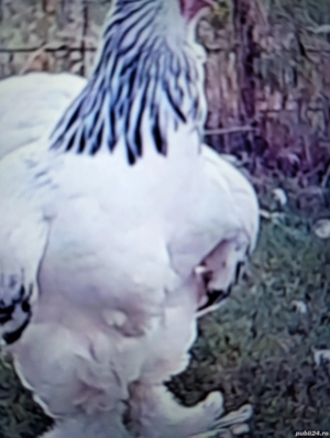 Vind puicuțe Herman deschis foarte frumoase  - imagine 3