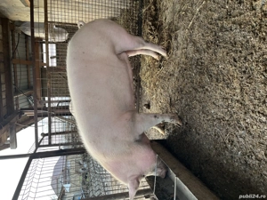 Vând o scroafa și o purcea  - imagine 5