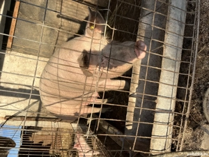 Vând o scroafa și o purcea  - imagine 2