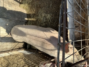 Vând o scroafa și o purcea  - imagine 3