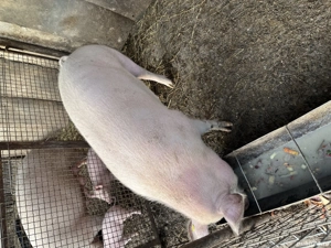 Vând o scroafa și o purcea  - imagine 4