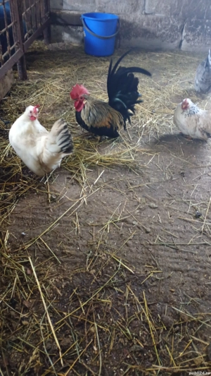 vînd chabo - imagine 2