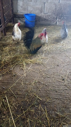 vînd chabo - imagine 3