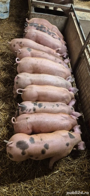 Purcei de vânzare  - imagine 2