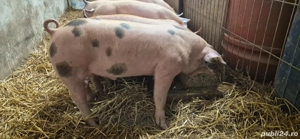 Purcei de vânzare  - imagine 3