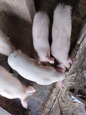 Vând 5 grasuni in jur 45,50 kg