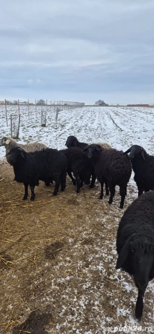 Miei de vânzare  - imagine 3