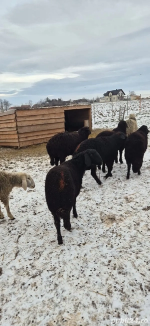 Miei de vânzare  - imagine 4