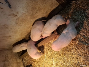 vînd purcei - imagine 4