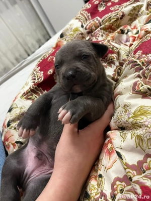 American Bully XL Blue-abkc- detin ambii parinti  - imagine 3