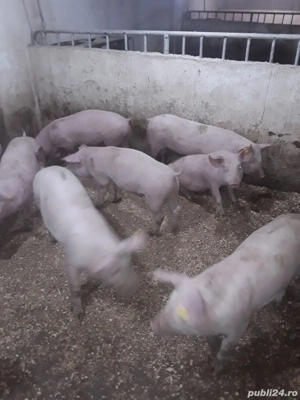 Porci de vanzare cu diferiți greutati - imagine 2