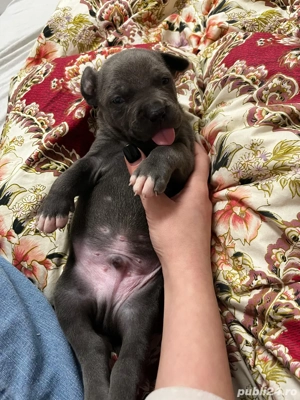 American Bully XL Blue-abkc- detin ambii parinti  - imagine 4