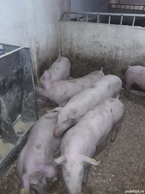 Porci de vanzare cu diferiți greutati