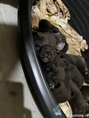 American Bully XL Blue-abkc- detin ambii parinti  - imagine 2