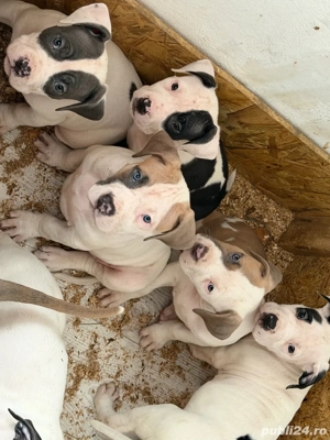  American Staffordshire Terrier