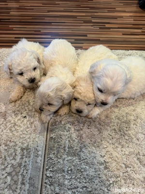 bichon de vanzare - imagine 3