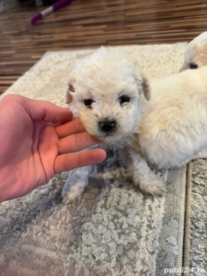 bichon de vanzare - imagine 2