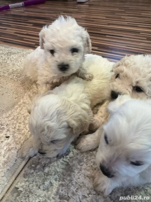 bichon de vanzare - imagine 5