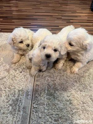 bichon de vanzare - imagine 4