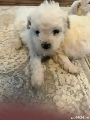 bichon de vanzare