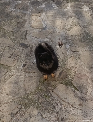 Pomeranian mascul