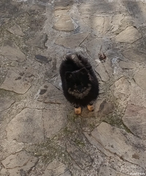 Pomeranian mascul - imagine 2