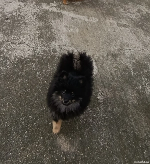 Pomeranian mascul - imagine 3