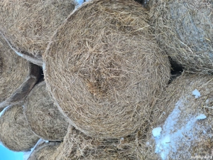 Vând baloți rotunzi de  fân de  lolium