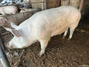 Vând porc Marele Alb
