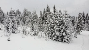 Teren 2600mp - Partia Marisel - intravilan, la 5 minute de partia de ski-CU PUZ - imagine 3