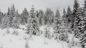 Teren 2600mp - Partia Marisel - intravilan, la 5 minute de partia de ski-CU PUZ - imagine 4