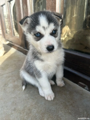 Cățeii husky de vanzare - imagine 3