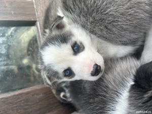 Cățeii husky de vanzare - imagine 5