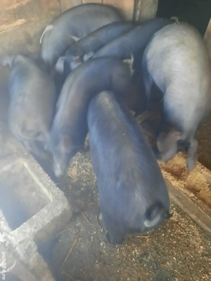 Vand grasuni - imagine 2