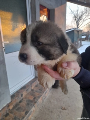 Vând pui de ciobanesc carpatin  - imagine 3