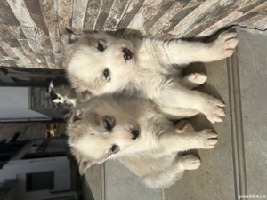 Cățeii husky de vanzare - imagine 4