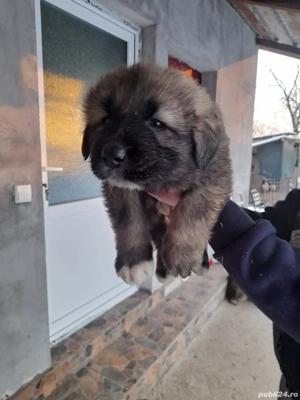 Vând pui de ciobanesc carpatin  - imagine 4