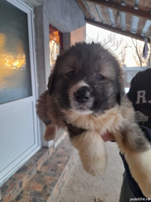 Vând pui de ciobanesc carpatin  - imagine 5