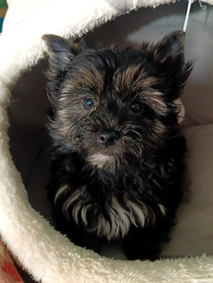 Yorkshire terrier talie standard culoare neagră 