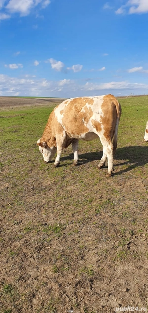 De vanzare juninci   vitele gestante - imagine 2