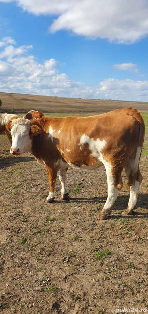 De vanzare juninci   vitele gestante