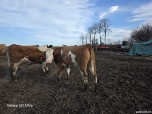 De vanzare juninci   vitele gestante - imagine 4