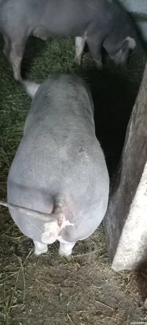 Porci, purcei  - imagine 4