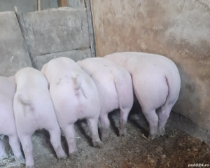 Vand purcei în Valea vinului  - imagine 2