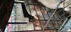 Porci  de vînzare marele alb