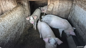 Vând purcei șoldani în INAND - BIHOR - imagine 2