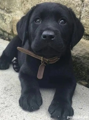Labrador Retriever cu pedigree 
