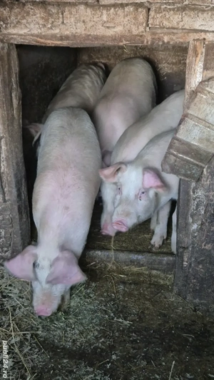 Vând purcei șoldani în INAND - BIHOR - imagine 4